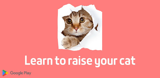 Learn to raise your cat