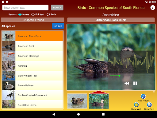 Birds of Southern Florida