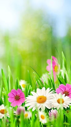 Green Spring Live Wallpaper Androidアプリ Applion