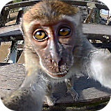 Monkey Sees You Live Wallpaper icon