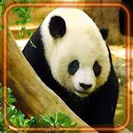 Cover Image of Download Jungles Panda 1.2 APK