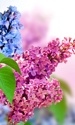 Lilac Flowers Live Wallpaper Backgrounds