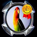 Master Kicau Lovebird icon