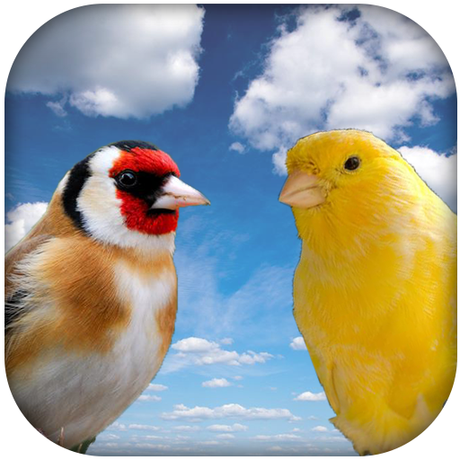 Goldfinch vscanary -top birds  Icon