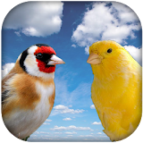 Goldfinch vscanary -top birds icon