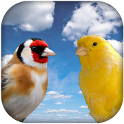 Top 30 Music & Audio Apps Like Goldfinch vscanary -top birds - Best Alternatives