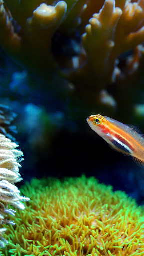 Android application sea life wallpaper screenshort