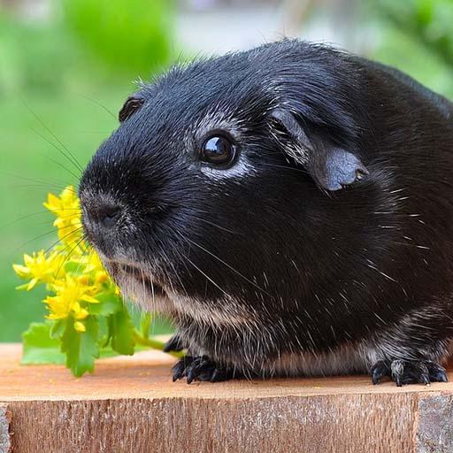 Guinea Pig Sounds - Ringtone,Alarm  Notification