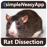 Rat Dissection for tablet icon