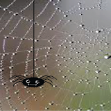 Creepy Spider e-Bobblehead icon