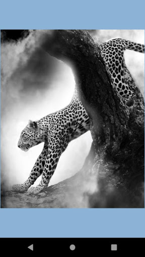 Leopard wallpaper: panther Screen 3