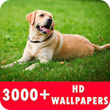 Dog Live Wallpapers HD icon