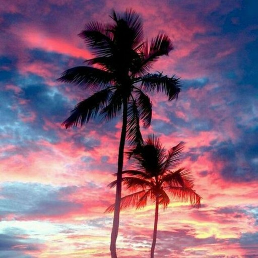 Palm Tree Wallpaper logo