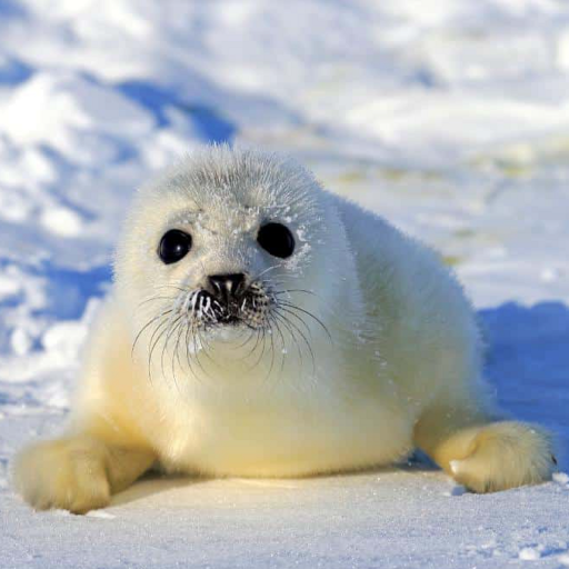 Seal And Sea Lion Sounds logo