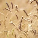 Live ears of wheat icon