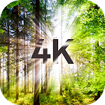 Cover Image of Download Trees Wallpapers in 4K  APK