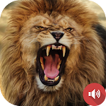Cover Image of ดาวน์โหลด Lion Sounds  APK