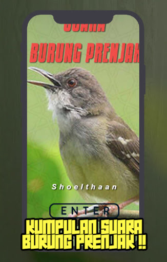 Suara Burung Prenjak
