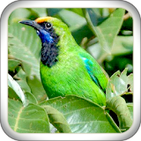 Greater Green Leafbird icon