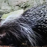 Cute Porcupines Wallpapers icon