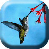 Hummingbird Colibri Live WP icon