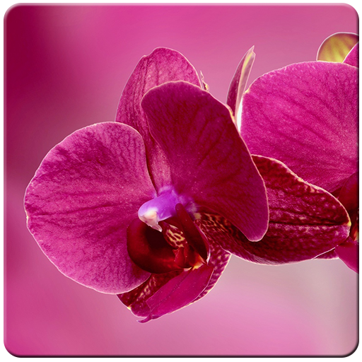 Orchid Flowers Wallpaper logo
