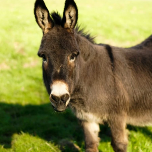 Donkey sounds logo