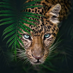 Cover Image of Download Leopard Wallpaper HD 1.0.0 APK