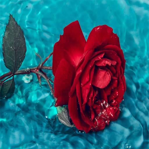 Red Rose Wallpaper 1.3 Icon