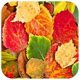 Fall Foliage Puzzles icon