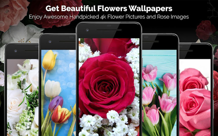 Flower Wallpapers: Rosely 2 - 1.9 - (Android)