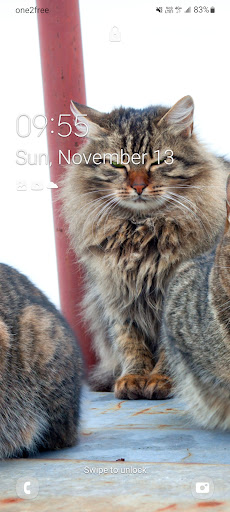 Android application Cats Wallpaper screenshort
