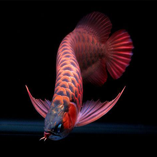 Arowana Fish - Care, Guide logo