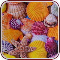 Seashell Wallpaper Cute