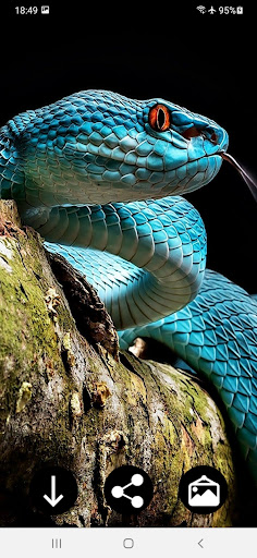 Android application Snake Wallpapers screenshort