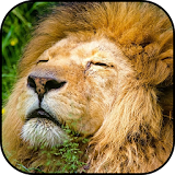 Lion wallpapers icon