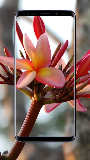 Plumeria Flower Wallpapers