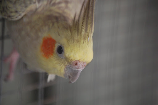 Cockatiel bird Wallpapers