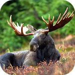 Cover Image of Download Moose Sounds 2.0 APK