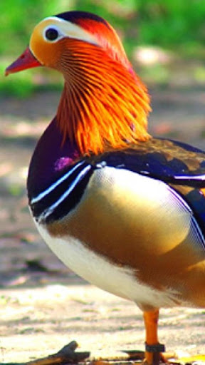 Mandarin Duck Wallpapers HD