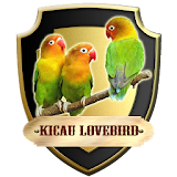Kicau Burung Lovebird icon
