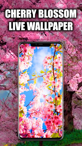 Cherry Blossom Wallpaper Live