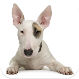 Bull Terrier Images icon
