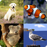 Kids Spelling Quiz - Animals and Birds icon