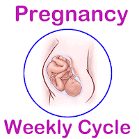 Weekly Pregnancy Cycle
