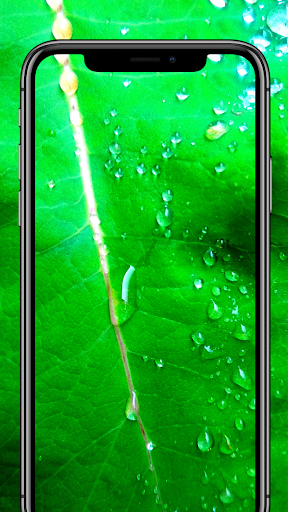 Beautiful Leaf Wallpaper