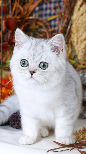 Android application Chinchilla cat screenshort