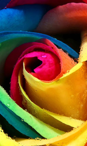 Rosa Live Wallpaper Screen 3