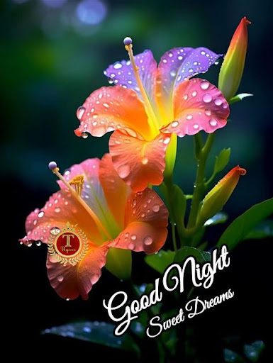 Good Night good evening images Screen 2