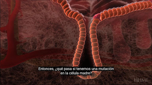 El ciclo celular eucarionte y Screen 3